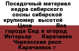 Посадочный материал кедра сибирского (сосны сибирской) крупномер, высотой 3-3.5  › Цена ­ 19 800 - Все города Сад и огород » Интерьер   . Карачаево-Черкесская респ.,Карачаевск г.